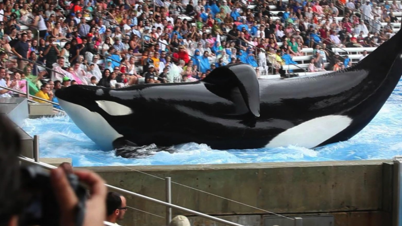 Blackfish