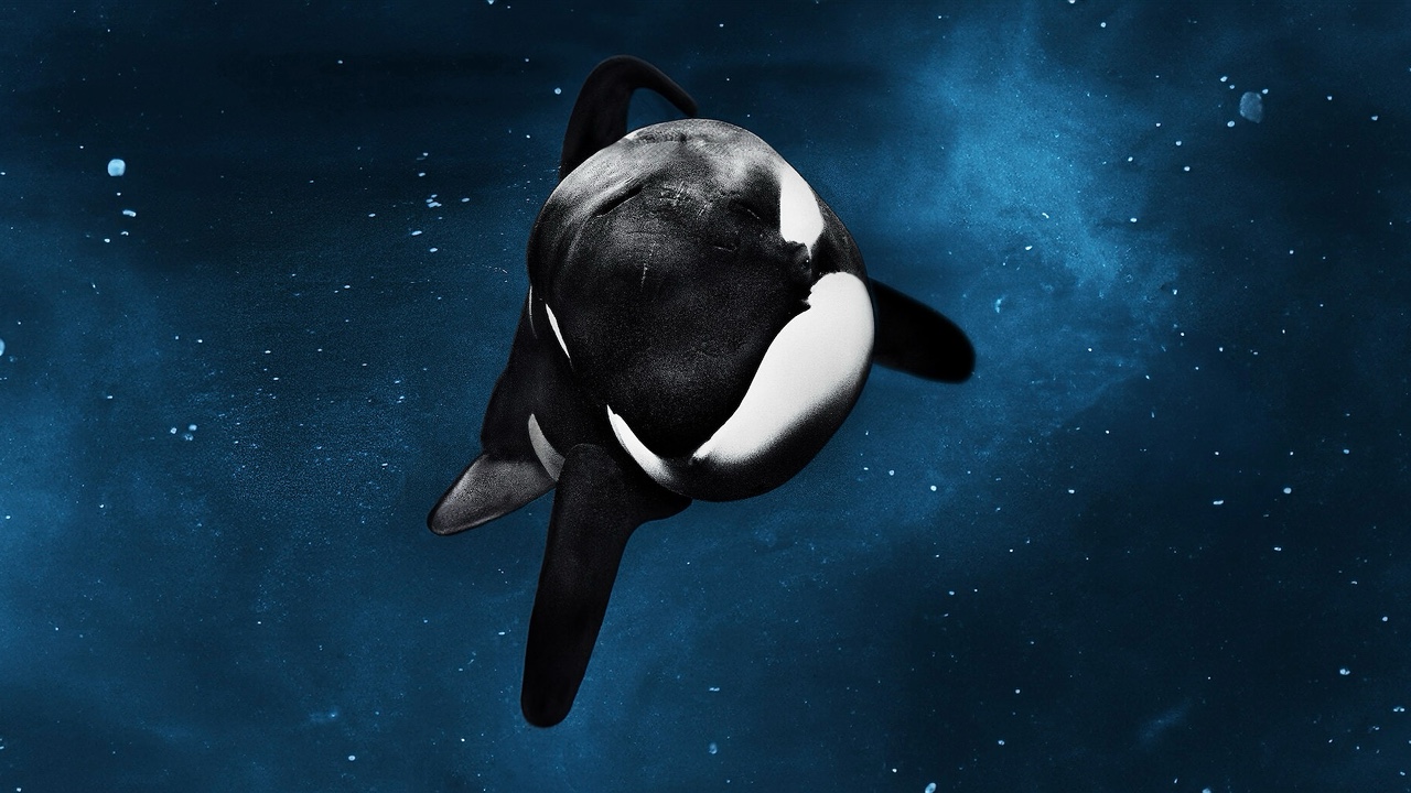 Blackfish