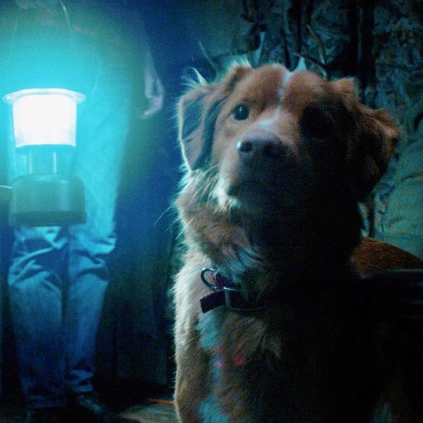 Good Boy Indy