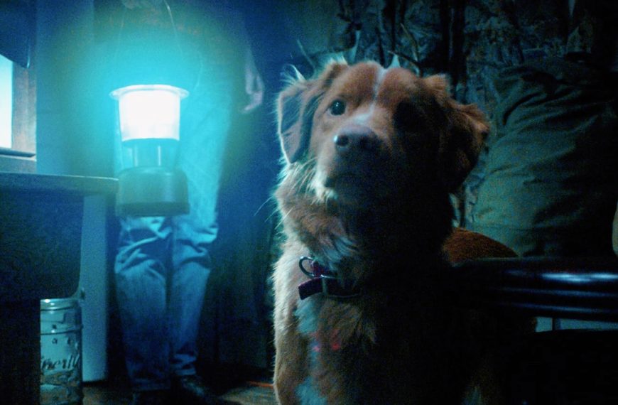 Good Boy Indy